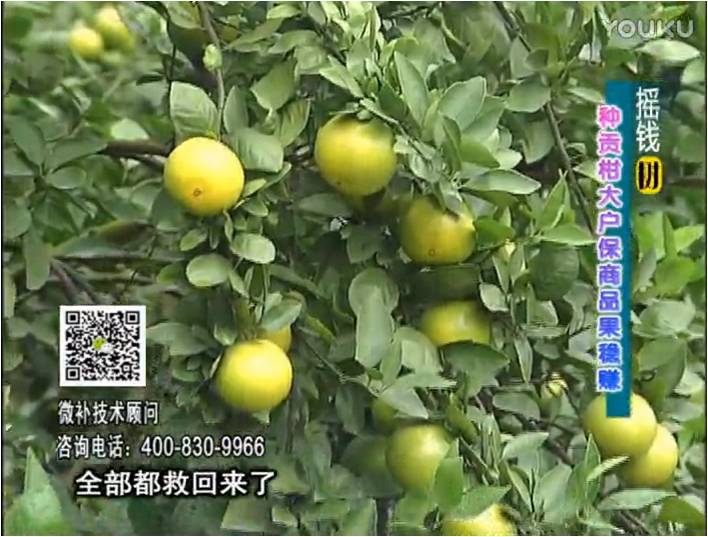 20170102珠江臺搖錢樹：柑橘噴微補(bǔ)蓋力防凍抗凍，采后冬肥下微補(bǔ)倍力+有機(jī)肥