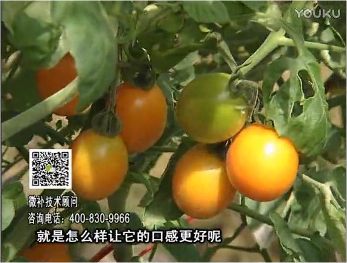 20170102珠江臺(tái)搖錢樹(shù)：番茄臍腐病、裂果、抗凍如何做？澆施微補(bǔ)根力鈣+精力，葉噴微補(bǔ)葉面肥