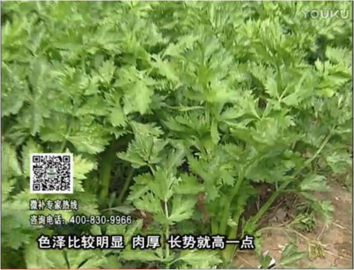 20170109珠江臺(tái)搖錢樹(shù)：葉菜如何種？長(zhǎng)勢(shì)好又高產(chǎn)！