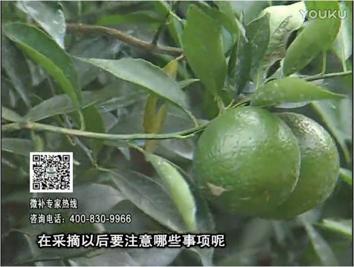 20170109珠江臺搖錢樹：新會柑用微補(bǔ)方案，保樹好，果品質(zhì)高，年年有收獲