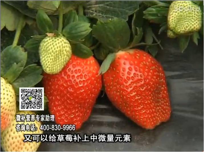 20170123珠江臺(tái)搖錢樹：草莓用微補(bǔ)方案，促根苗壯、開花坐果好