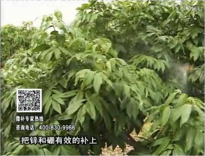 20170213珠江臺(tái)搖錢(qián)樹(shù)：荔枝噴施微補(bǔ)花力+硼力，補(bǔ)充鋅硼健壯來(lái)花
