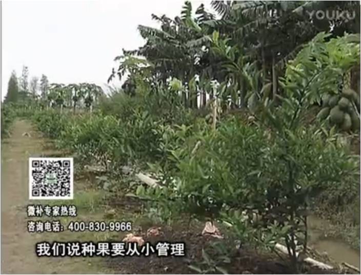 20170213珠江臺搖錢樹：柑橘小樹用微補(bǔ)方案，促根保樹好