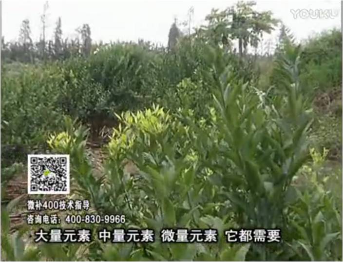 珠江臺搖錢樹：柑橘噴施微補(bǔ)花力+硼力，補(bǔ)充鋅硼健壯來花，利坐果