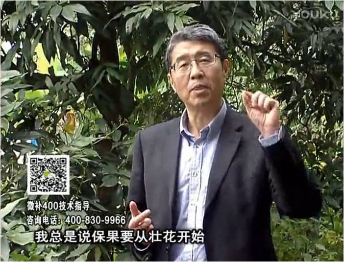 珠江臺(tái)搖錢(qián)樹(shù)：荔枝來(lái)花少更要做好壯花，提高坐果，葉噴微補(bǔ)花力+硼力，補(bǔ)鋅