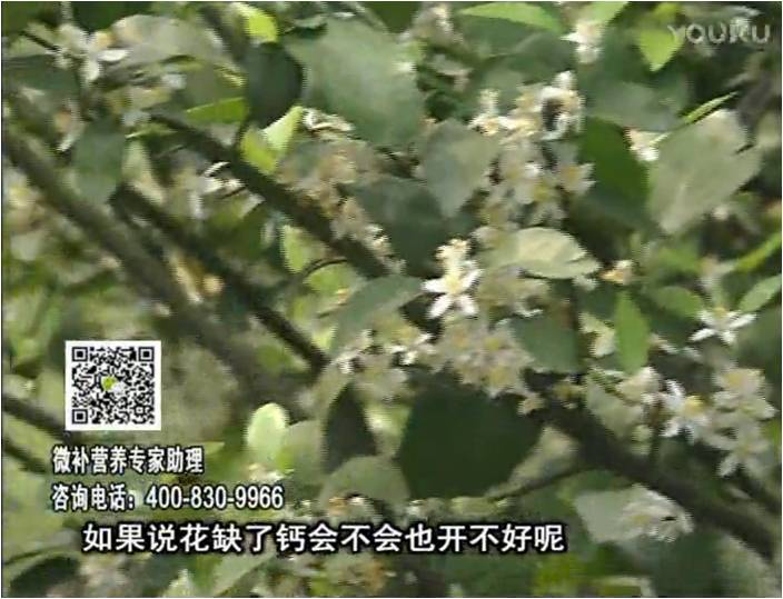 珠江臺搖錢樹：柑橘淋微補(bǔ)根力鈣+精力，促根壯春梢，花壯利坐果