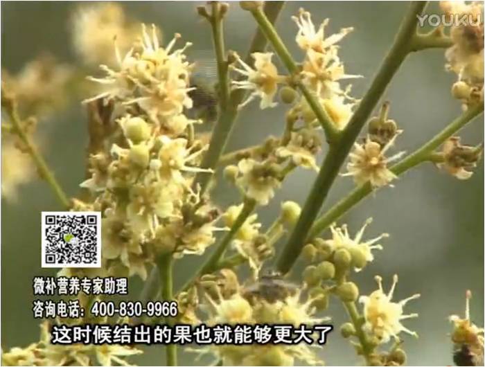 珠江臺(tái)搖錢(qián)樹(shù)：龍眼淋沖微補(bǔ)根力鈣+沖力鎂，促根保樹(shù)