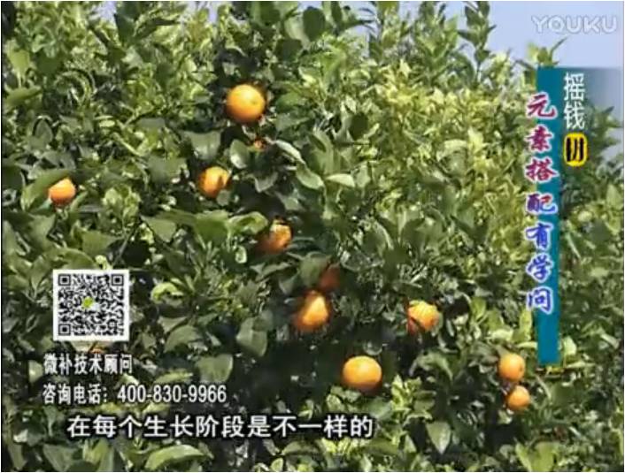 20170306珠江臺搖錢樹：柑橘淋沖微補(bǔ)方案，針對不同需求正確補(bǔ)充元素，平衡營養(yǎng)健壯長