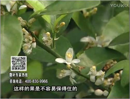 20170313珠江臺搖錢樹：柑橘淋沖微補(bǔ)根力鈣+精力，噴微補(bǔ)花力+硼力，來花健壯，預(yù)防減少弱花畸形花