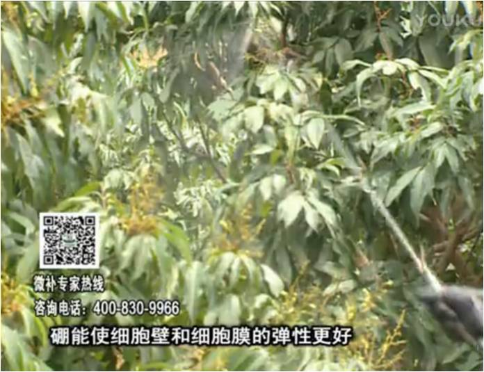 20170313珠江臺(tái)搖錢(qián)樹(shù)：荔枝噴微補(bǔ)果力+硼力，保果好