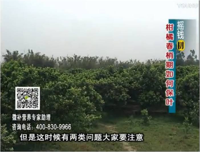 20170327珠江臺搖錢樹：柑橘預(yù)防春梢不轉(zhuǎn)綠，撒微補(bǔ)倍力、淋沖力鎂