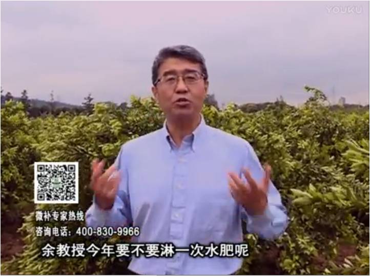 20170424珠江臺搖錢樹：柑橘樹弱保果難度大，淋沖微補根力鈣+精力+精華粉，保樹保果好