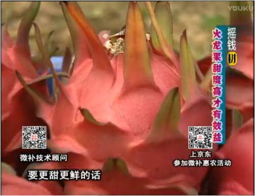 20170417珠江臺(tái)搖錢(qián)樹(shù)：火龍果用微補(bǔ)方案，開(kāi)花坐果好，提高品質(zhì)