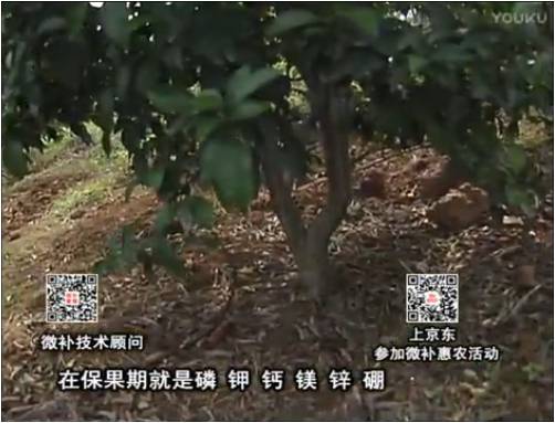 20170417珠江臺搖錢樹：柑橘噴施微補果力+硼力+精華粉，保果好，果青綠
