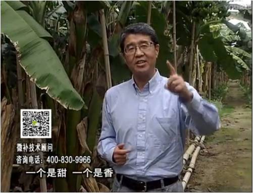20170327珠江臺(tái)搖錢(qián)樹(shù)：香蕉噴施微補(bǔ)果力+碧力+壯力、撒微補(bǔ)倍力，提高品質(zhì)、同時(shí)減肥提產(chǎn)