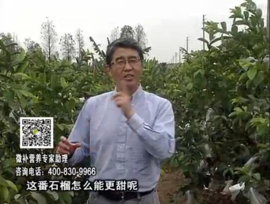 20170327珠江臺(tái)搖錢(qián)樹(shù)：番石榴噴施微補(bǔ)果力+壯力，補(bǔ)充磷鉀鈣鎂等，促進(jìn)果甜品質(zhì)高