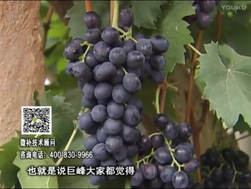 20170501珠江臺(tái)搖錢樹：葡萄用微補(bǔ)方案，品質(zhì)高，賣價(jià)好