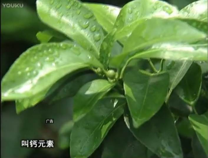 20170508珠江臺搖錢樹：柑橘澆施微補根力鈣，補鈣，促根健壯長勢