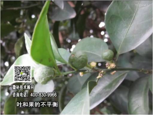 20170501珠江臺搖錢樹：柑橘噴施微補果力+碧力、淋根力鈣+沖力鎂，穩(wěn)果少落果，促根壯長勢