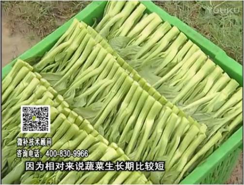 20170306珠江臺(tái)搖錢樹(shù)：蔬菜澆施微補(bǔ)根力鈣+精力，提高蔬菜長(zhǎng)勢(shì)，減少病害，提高收益