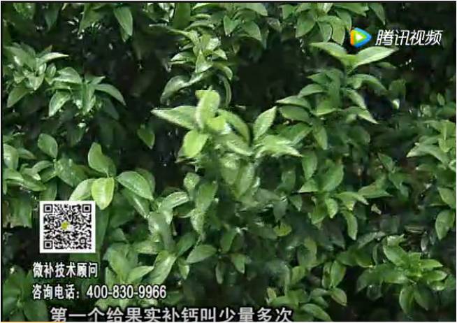 20170605珠江臺搖錢樹：柑橘果實補鈣如何做？