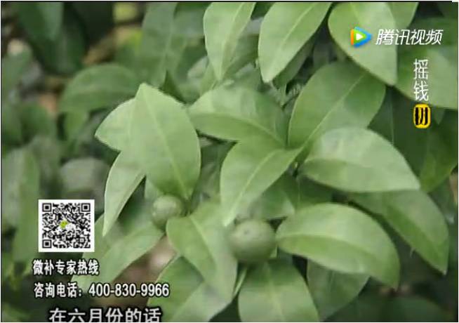 珠江臺搖錢樹：柑橘樹如何調(diào)酸保葉？