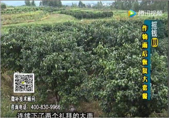 20170626珠江臺搖錢樹：果樹蔬菜長勢弱落果？
