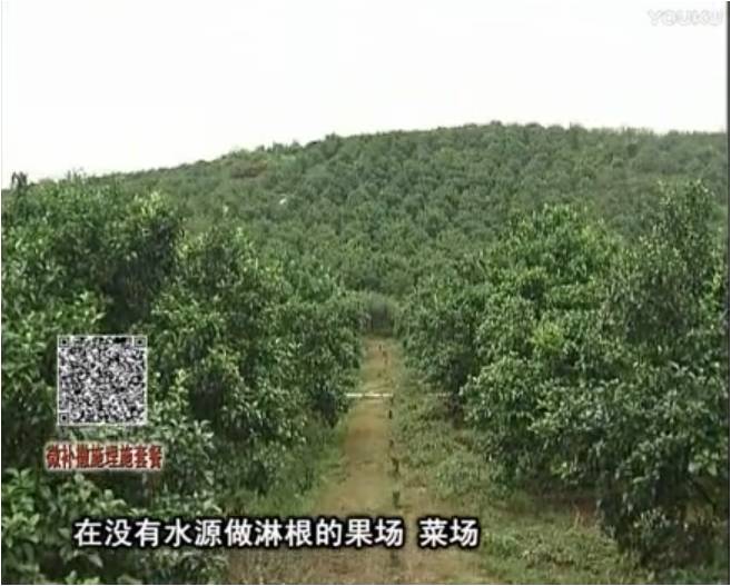 20170703珠江臺搖錢樹：雨水多樹勢弱，撒施因迪樂調(diào)酸促根壯長勢
