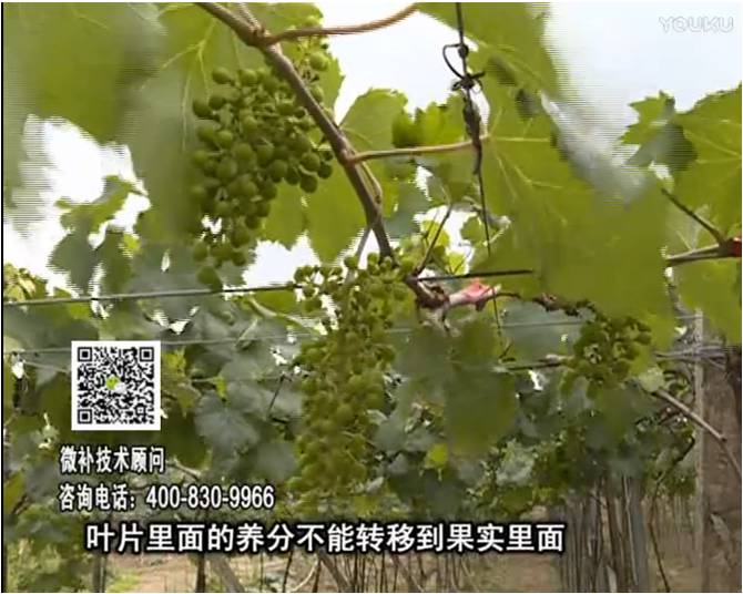 20170717珠江臺搖錢樹：果實補鈣充足，噴施螯合鈣+精華液+保葉素，品質(zhì)高、耐存儲