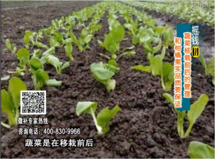 20170814珠江臺(tái)搖錢樹(shù)：蔬菜澆施微補(bǔ)，調(diào)酸促根，健壯長(zhǎng)勢(shì)