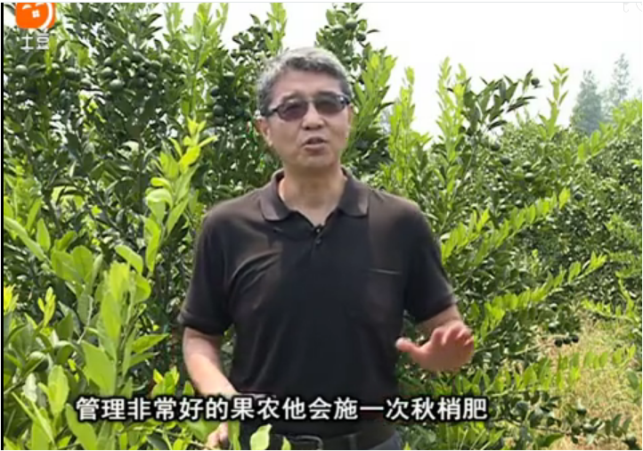 20170904珠江臺搖錢樹：柑橘用因迪樂，樹勢健壯、果品質(zhì)高