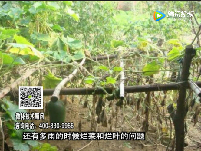 20170911珠江臺(tái)搖錢樹(shù)：蔥干尖蔬菜爛葉早衰？