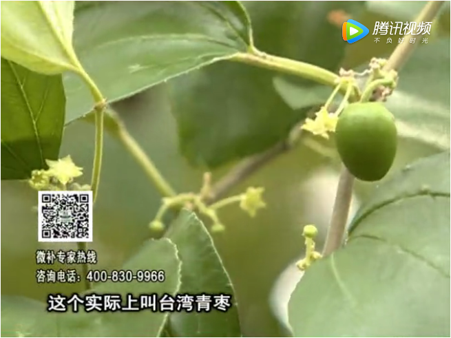 20171106珠江臺(tái)搖錢樹：青棗果大清甜如何種？