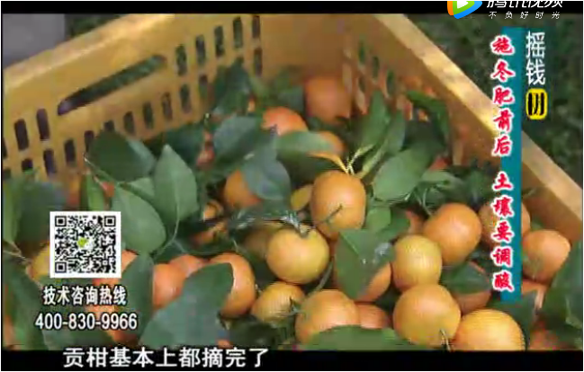 20180101珠江臺(tái)搖錢樹：柑橘土壤酸化怎么辦？