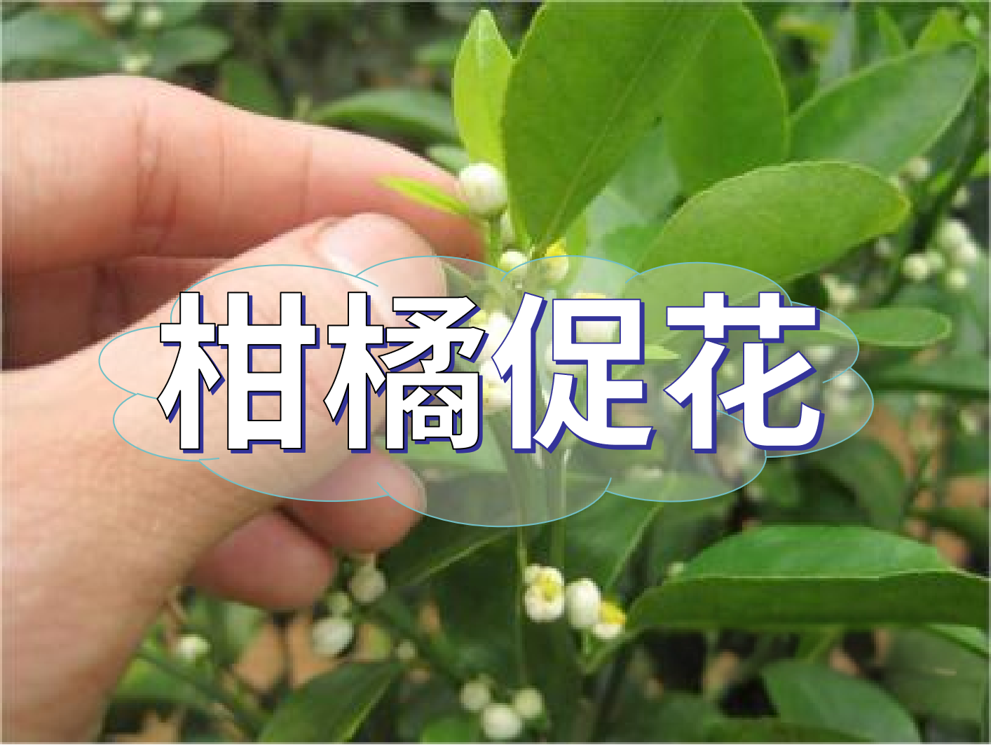 到了柑橘秋梢期，什么時候促花？
