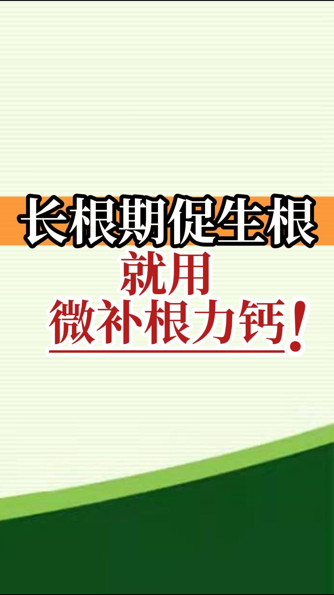 長根期促生根就用微補根力鈣！
