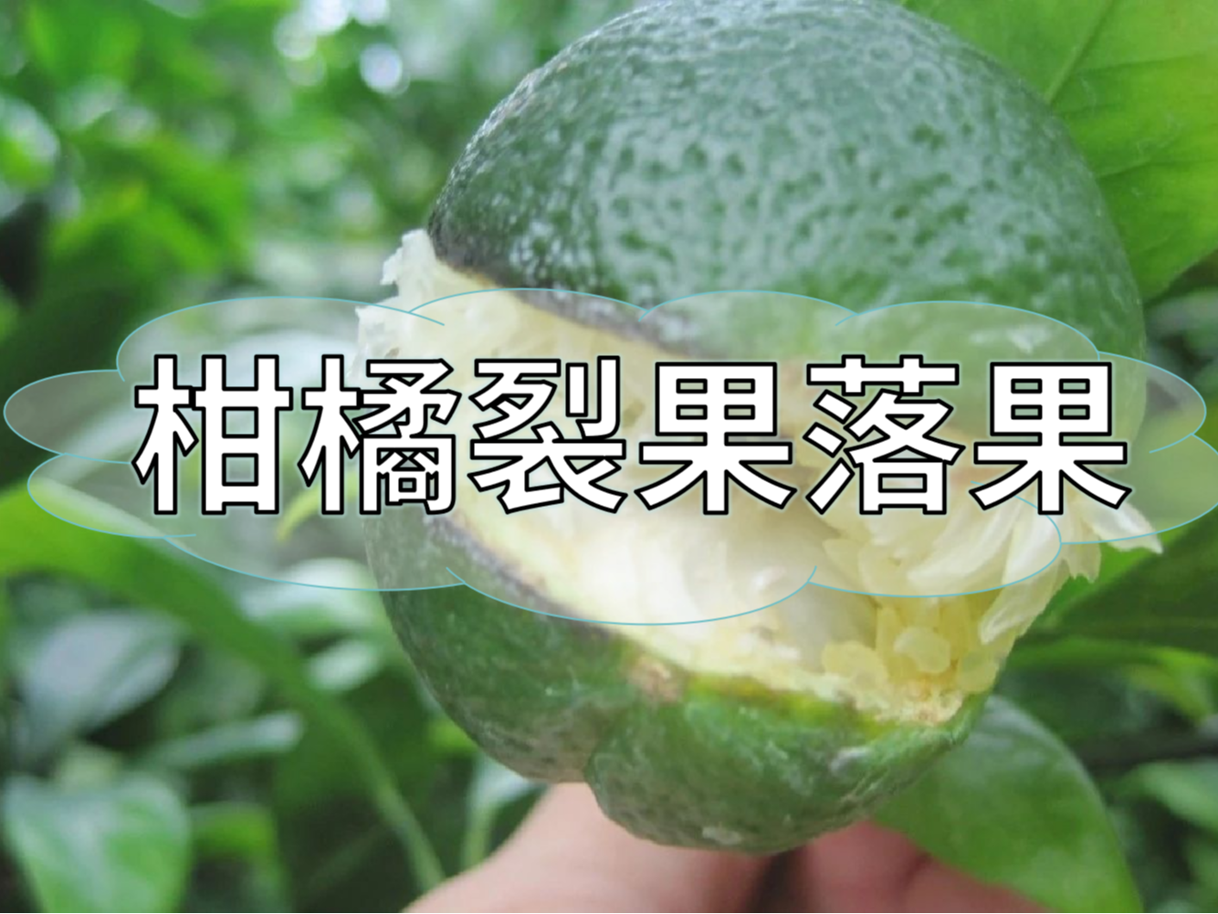 柑橘膨果提質(zhì)期，防裂果防落果秘籍先收好