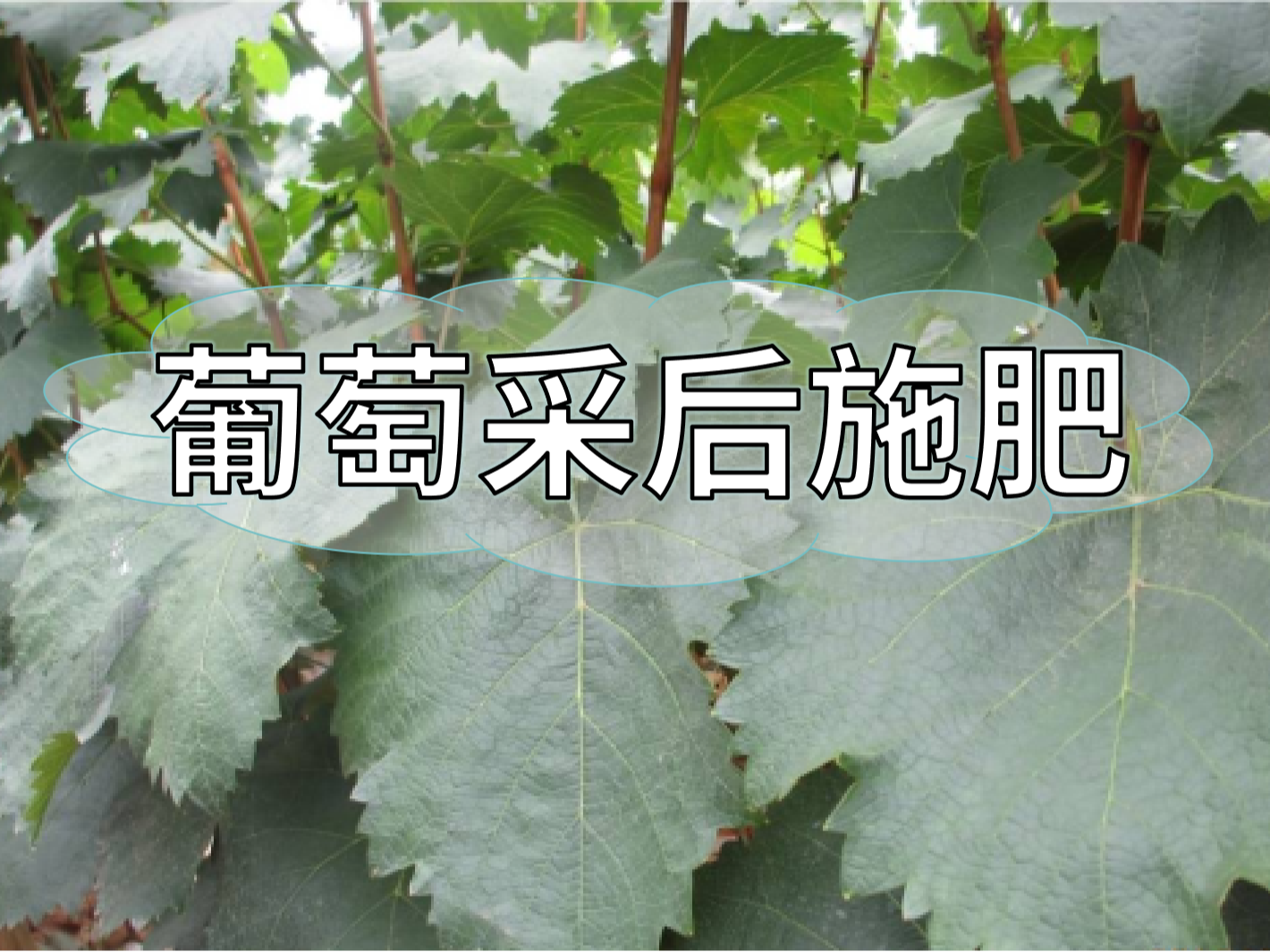 高產(chǎn)葡萄園采后如何施肥？