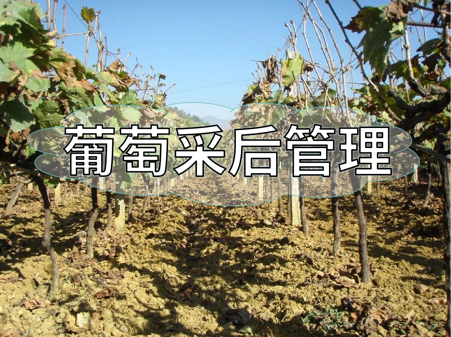 葡萄采摘忙，<i style='color:red'>采后管理</i>得跟上
