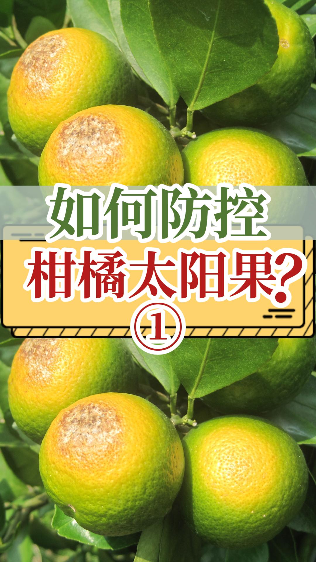 如何防控柑橘太陽(yáng)果