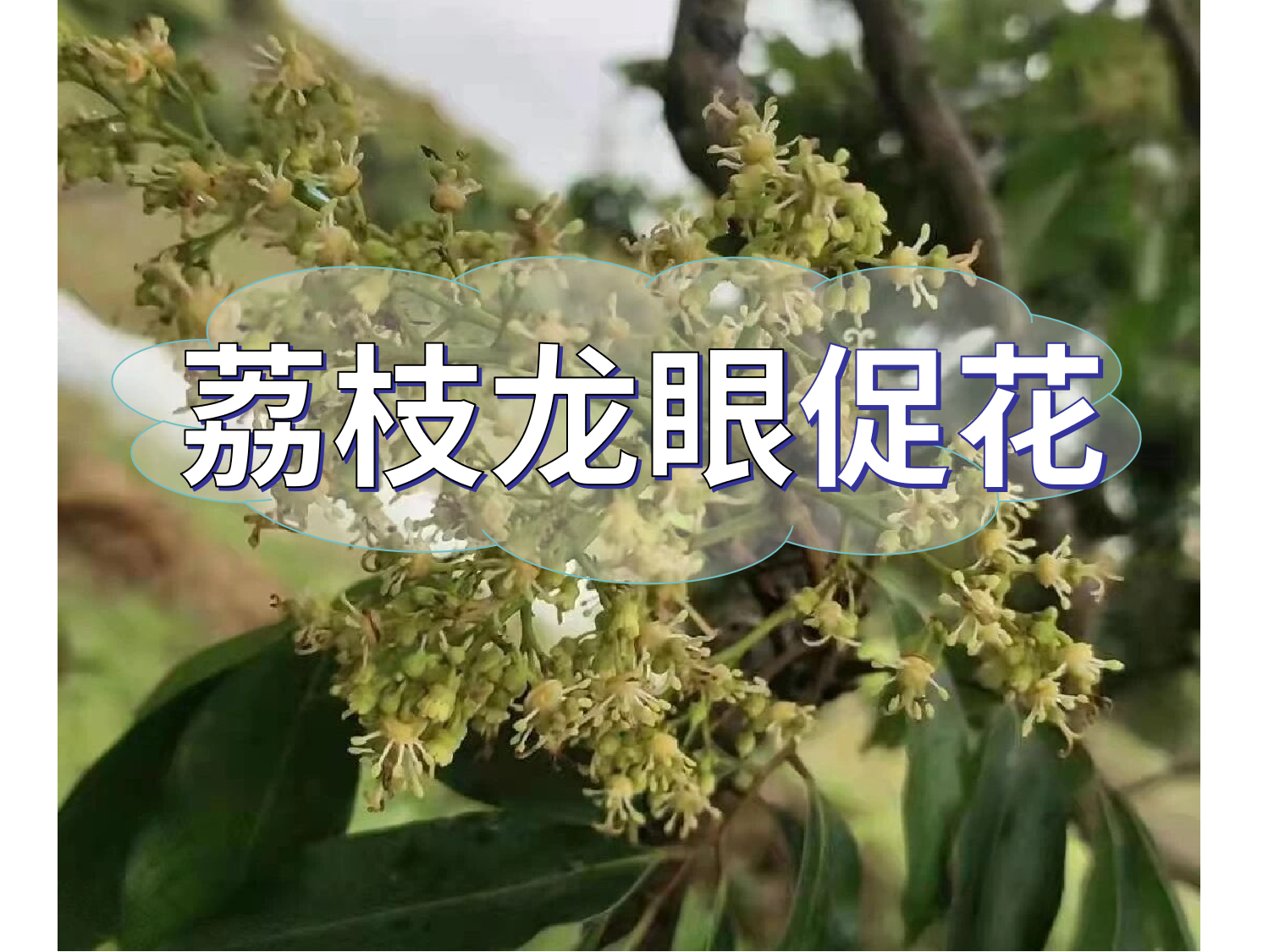 荔枝龍眼培育短簇花穗要從現(xiàn)在開始