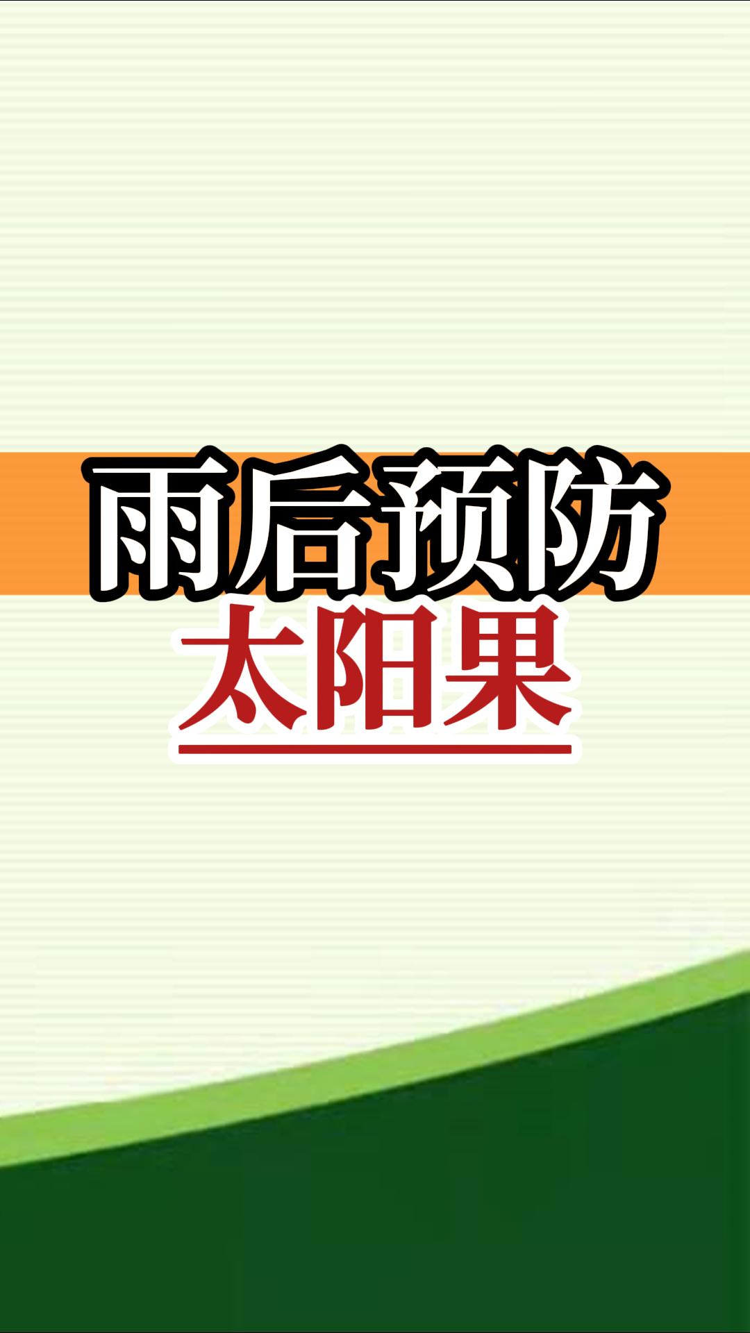 雨后高溫柑橘更易曬傷，及時管理預(yù)防太陽果