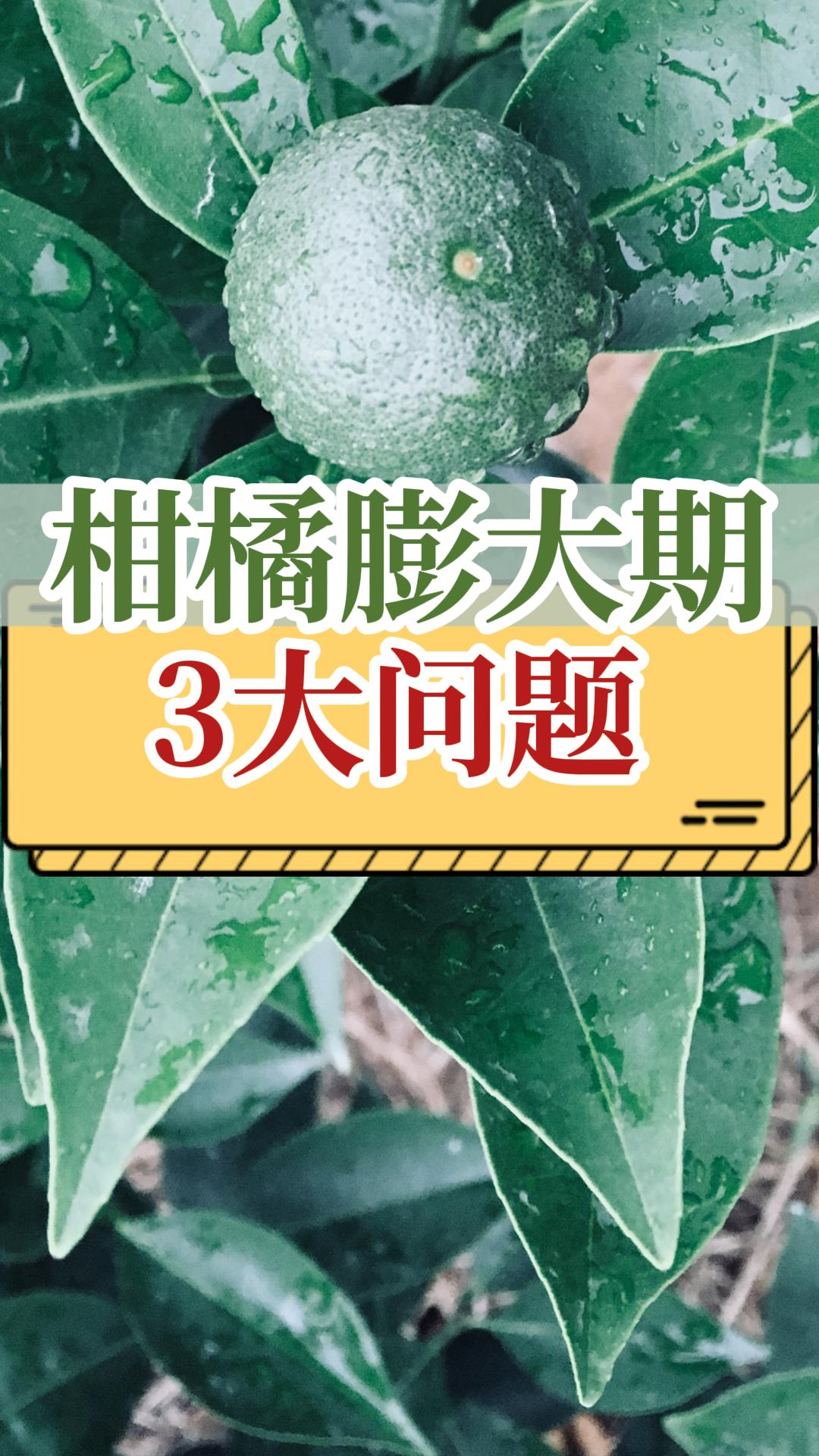 柑橘膨大期常見(jiàn)的3個(gè)問(wèn)題