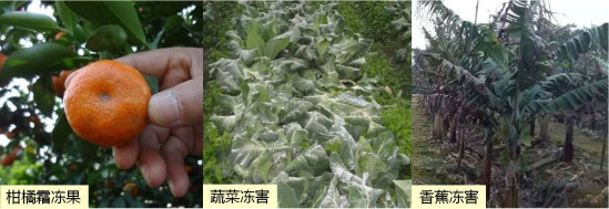 讓作物安全過冬的實用小妙招，速看