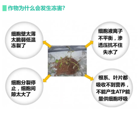 讓作物安全過冬的實用小妙招，速看