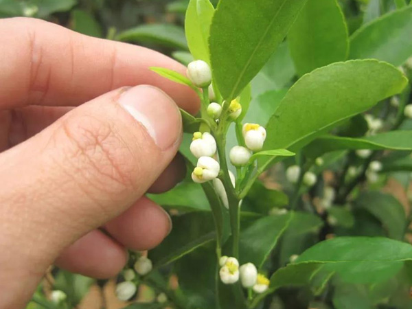 沃柑茂谷柑來花多要疏花，促花工作就不做了，小心花多不壯