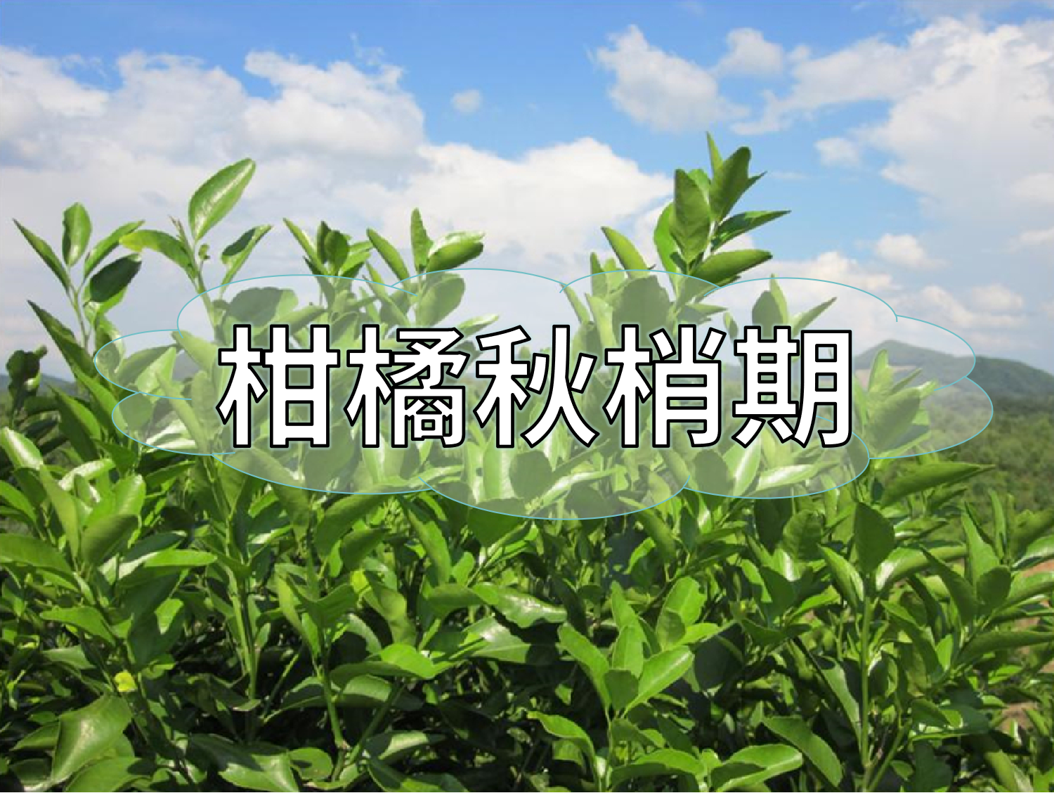 柑橘放秋梢、膨果、促花如何同時進(jìn)行？