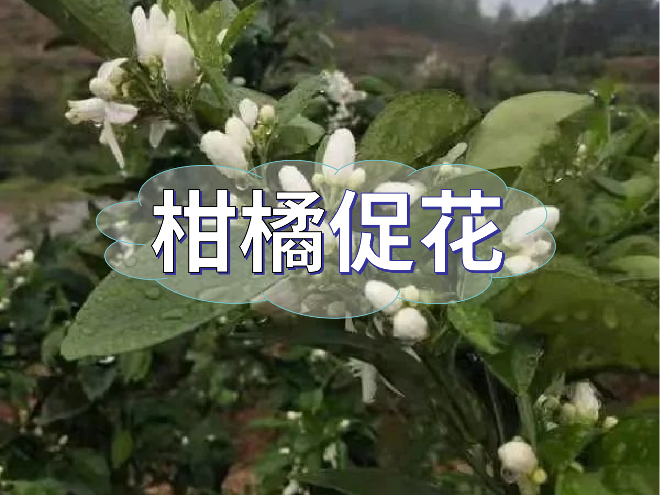 柑橘促花三要領(lǐng)，促進(jìn)優(yōu)質(zhì)花的形成
