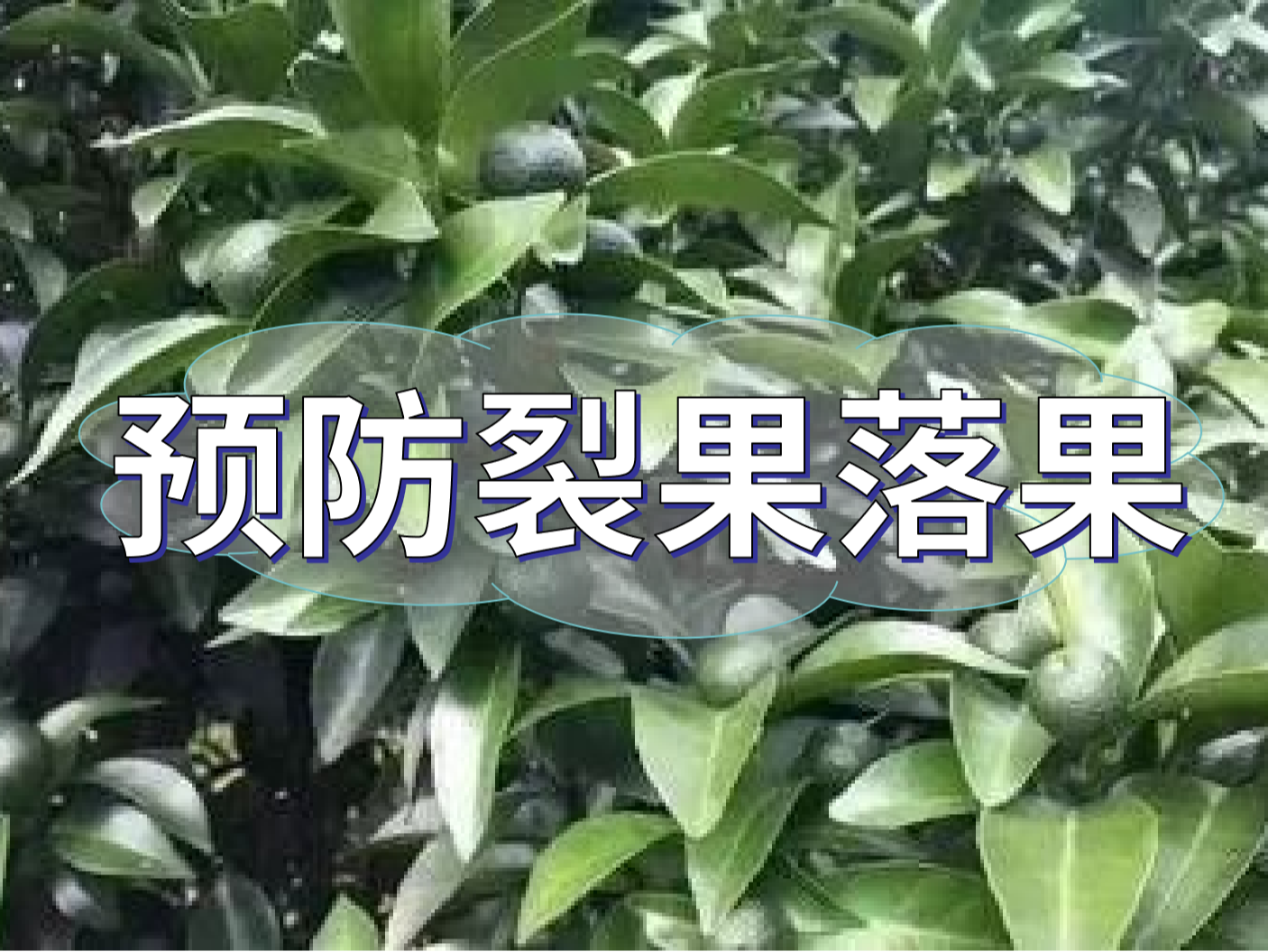 柑橘落果裂果高峰期，要先預(yù)防