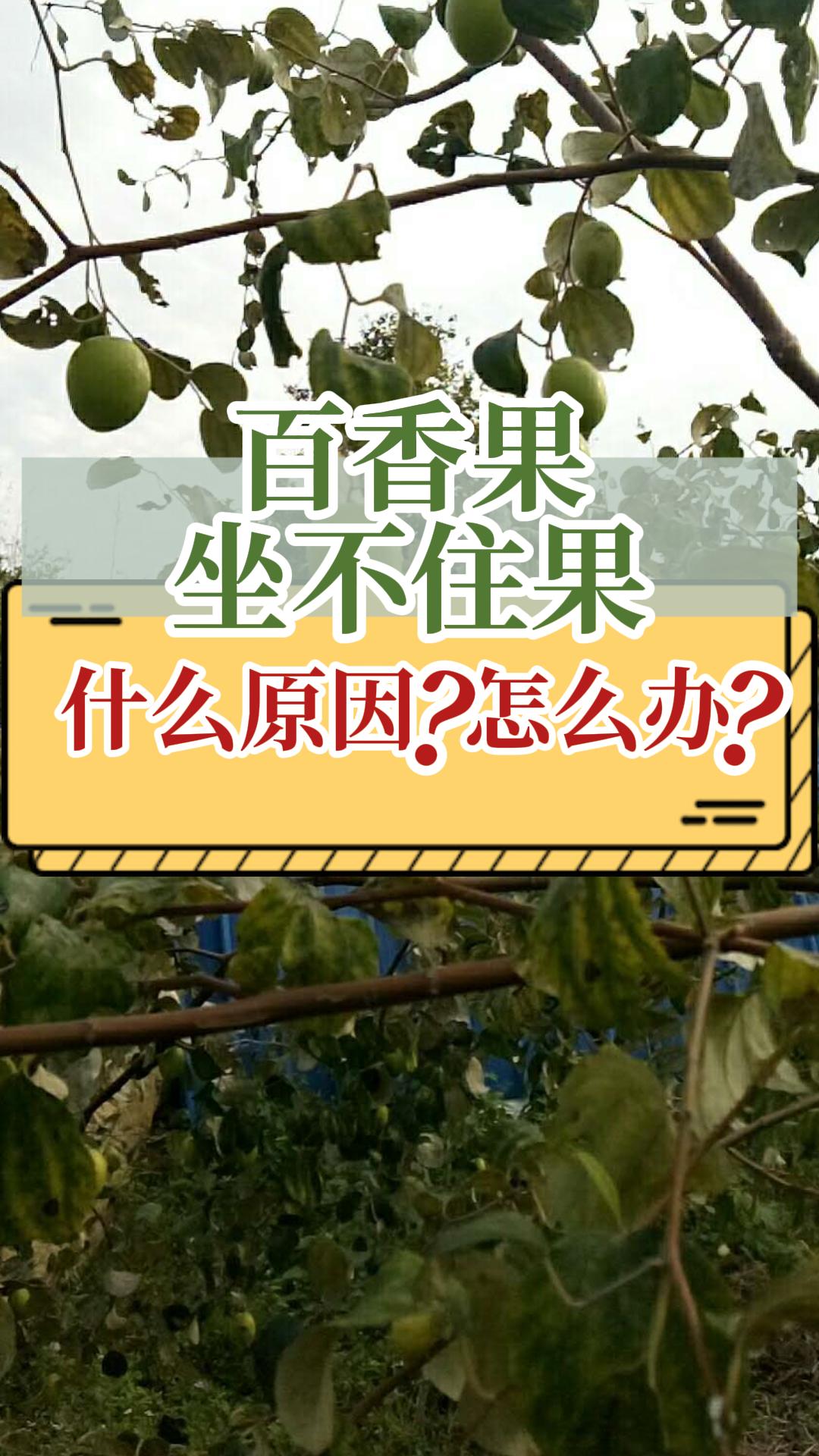 百香果坐不住過(guò)果什么原因
